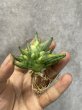 画像1: ミニボンセル斑入り(D.Mini Boncel variegata) (1)