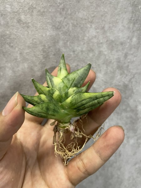 画像1: ミニボンセル斑入り(D.Mini Boncel variegata) (1)