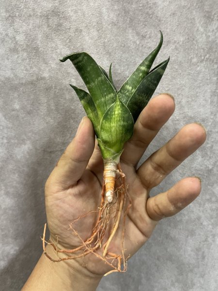 画像2: ブラックパゴダ(D.Black Pagoda) (2)