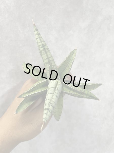 画像3: June003(仮)(D.June003) (3)