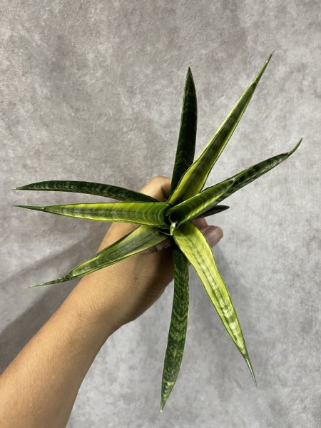 画像2: チャイヨ(D.Chaiyo) (2)