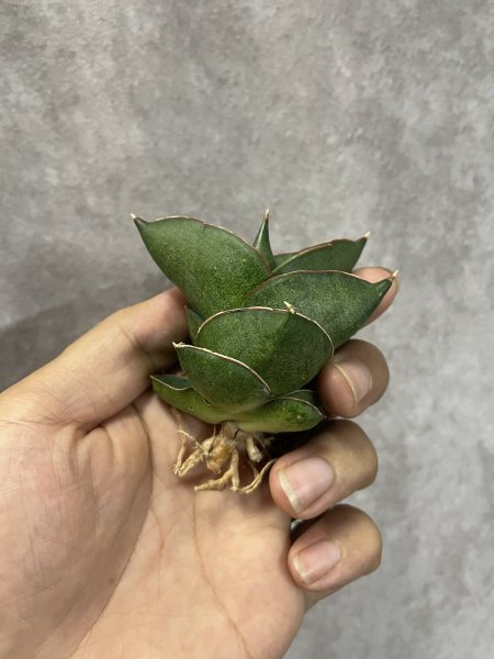 画像2: オペラハウス(D.Opera House) (2)