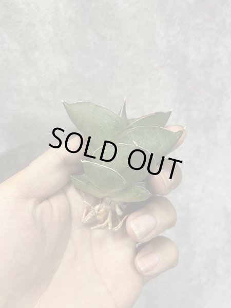 画像2: オペラハウス(D.Opera House) (2)