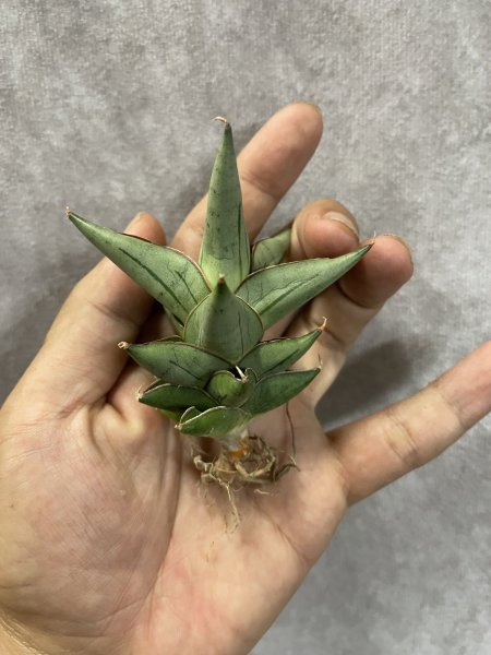 画像2: プロトン(D.Proton) (2)