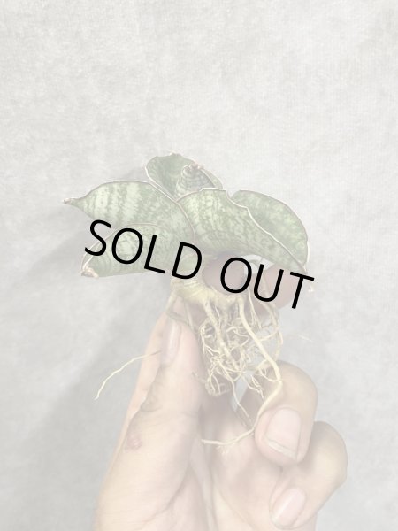 画像1: June001(仮)(D.June001) (1)