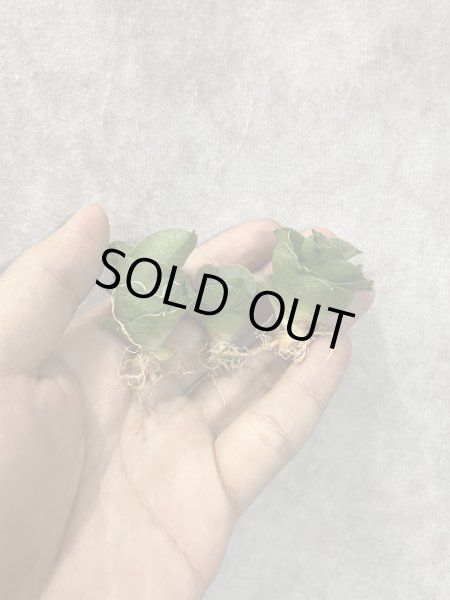 画像1: ミニコンド(D.Mini Condo) (1)