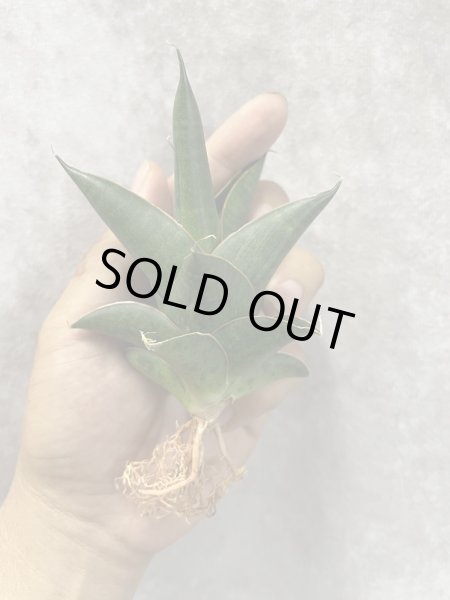 画像1: ニラカン(D.Nilakan) (1)