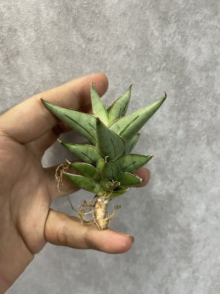 画像3: プロトン(D.Proton) (3)