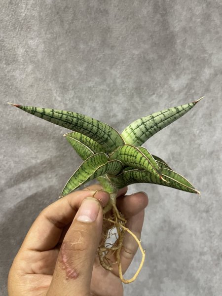 画像4: June003(仮)(D.June003) (4)