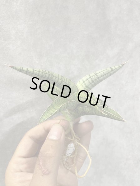 画像4: June003(仮)(D.June003) (4)