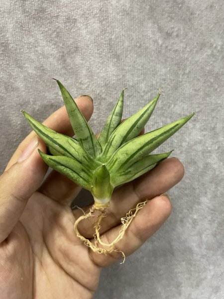 画像2: ポムポム(D.Pompom) (2)