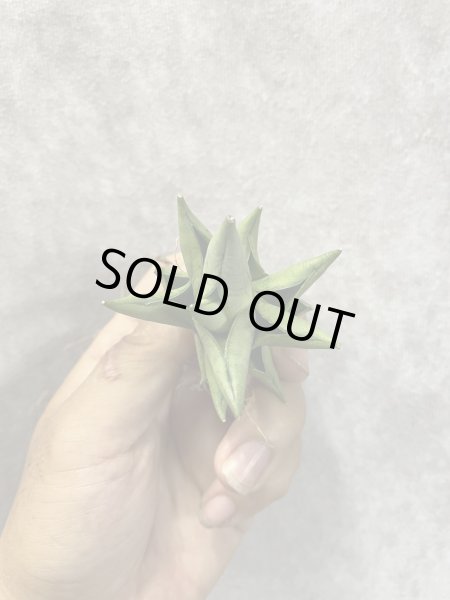 画像3: トットチャン(D.Totto Chan) (3)