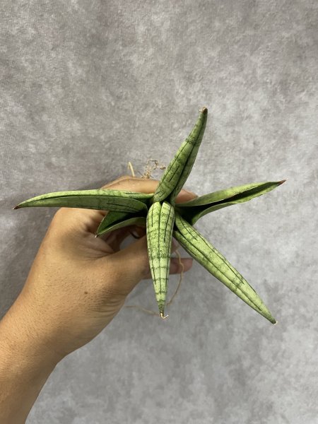 画像3: アリン(D.Aryn) (3)