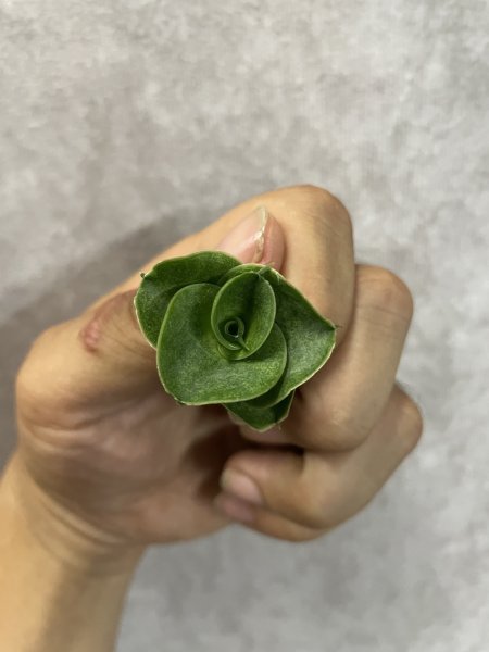 画像3: ミニコンド(D.Mini Condo) (3)