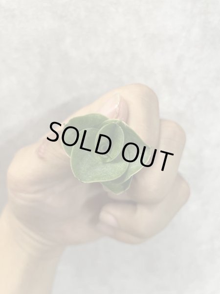 画像3: ミニコンド(D.Mini Condo) (3)