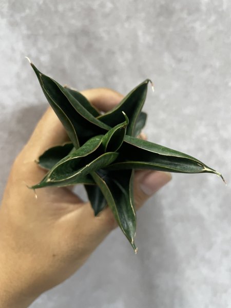 画像3: ニラカン(D.Nilakan) (3)