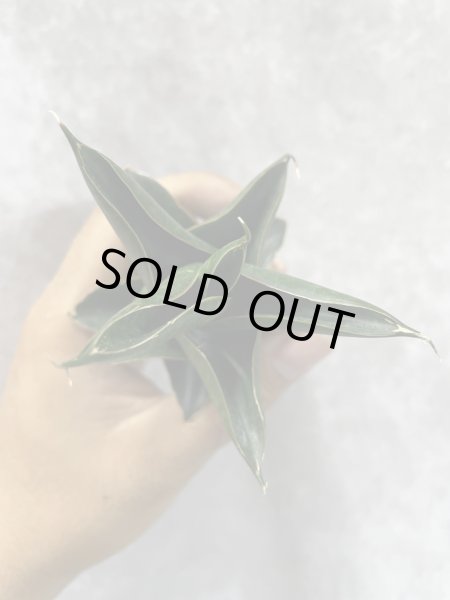 画像3: ニラカン(D.Nilakan) (3)