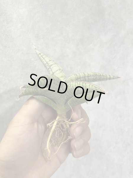 画像2: June003(仮)(D.June003) (2)