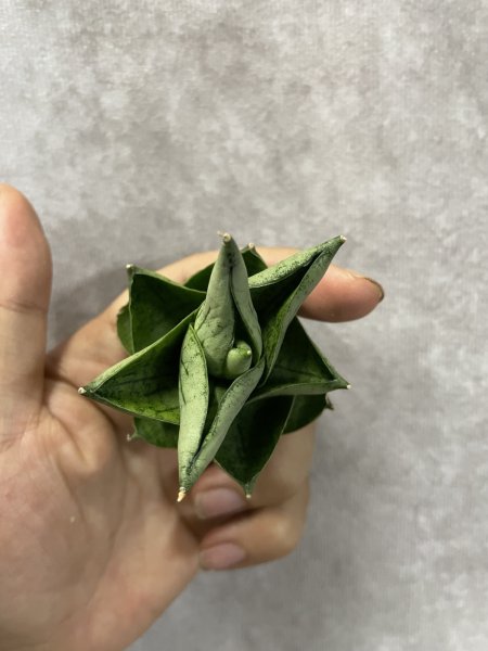 画像3: バルーン(D.Balloon) (3)