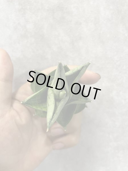 画像3: バルーン(D.Balloon) (3)