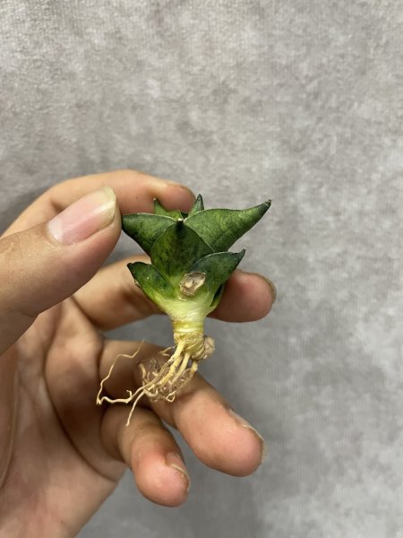 画像2: ホテイ(D.Hotei) (2)