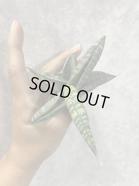 画像3: タランチュラ(D.Tarantura) (3)