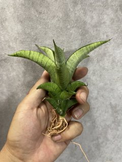 サンスベリア Sansevieria Dracaena - acacia (Page 2)