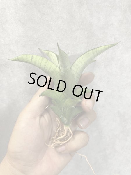 画像1: June002(仮)(D.June002) (1)