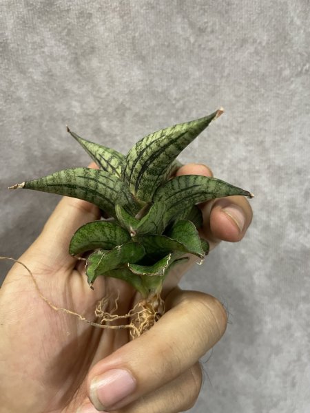 画像2: ラベンダー(D.Lavender) (2)