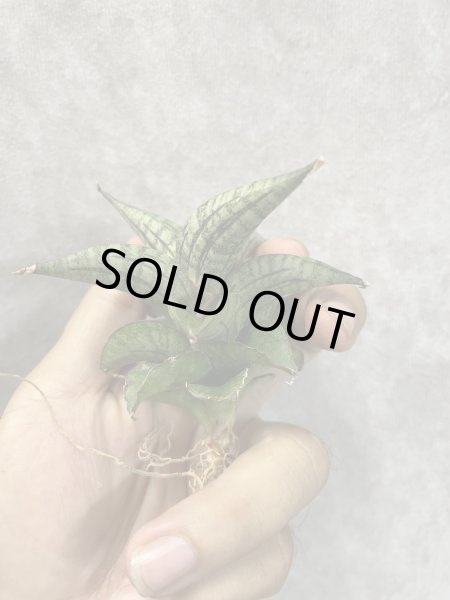 画像2: ラベンダー(D.Lavender) (2)