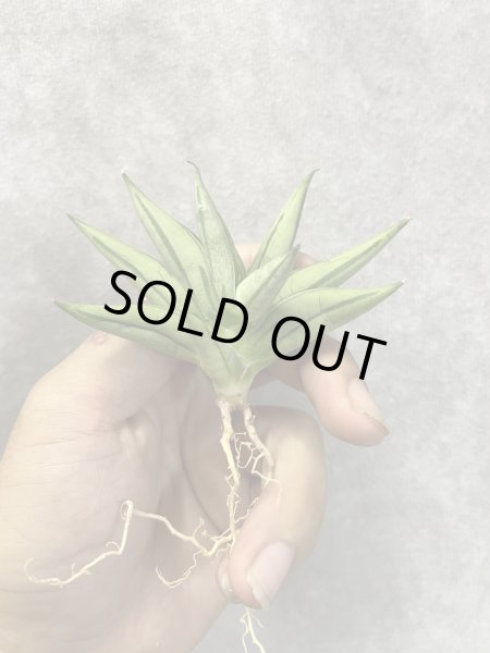 画像1: ポムポム(D.Pompom) (1)