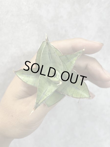 画像2: アイストーン(D.Ice Thorn) (2)