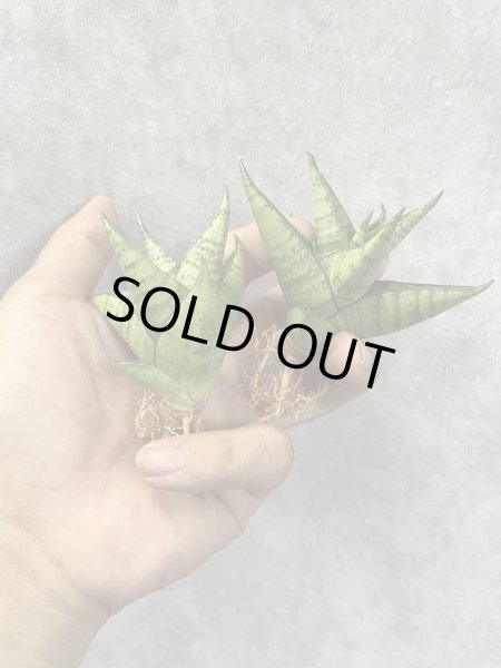 画像1: スリパツム(D.Sripathum) (1)