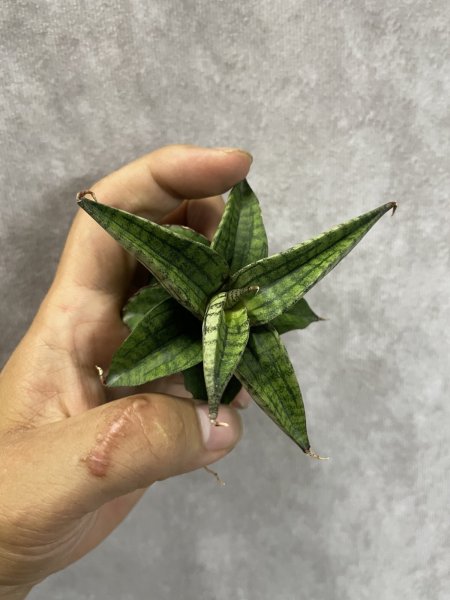 画像3: ラベンダー(D.Lavender) (3)