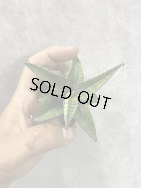 画像3: ラベンダー(D.Lavender) (3)