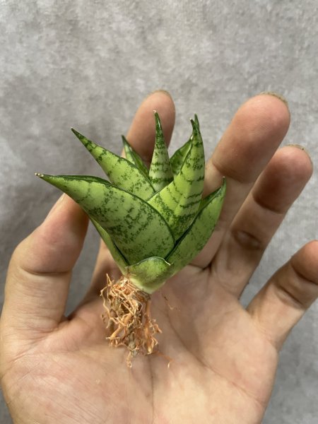 画像2: スリパツム(D.Sripathum) (2)