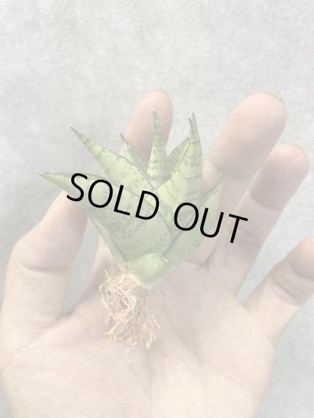 画像2: スリパツム(D.Sripathum) (2)