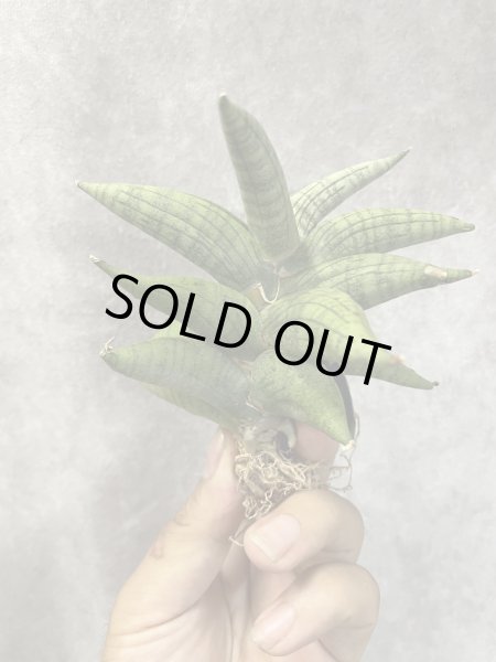 画像1: アリン(D.Aryn) (1)