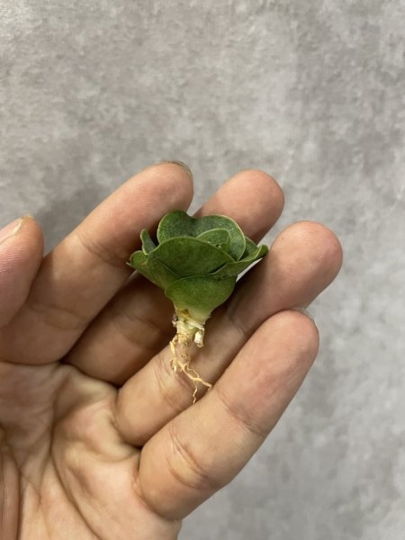 画像2: ミニコンド(D.Mini Condo) (2)