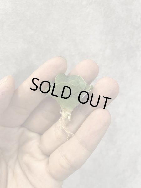 画像2: ミニコンド(D.Mini Condo) (2)