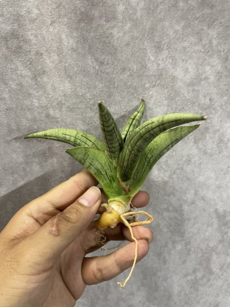 画像2: アリン(D.Aryn) (2)