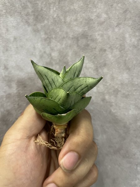 画像2: バルーン(D.Balloon) (2)