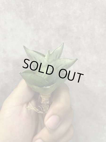 画像2: バルーン(D.Balloon) (2)