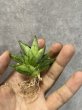 画像2: ミニボンセル斑入り(D.Mini Boncel variegata) (2)