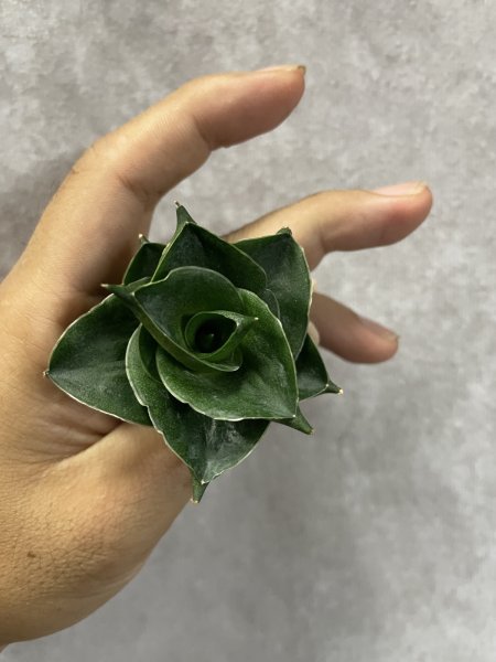 画像3: エスプレッソ(D.Espresso) (3)