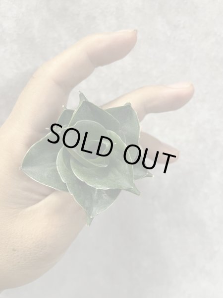 画像3: エスプレッソ(D.Espresso) (3)