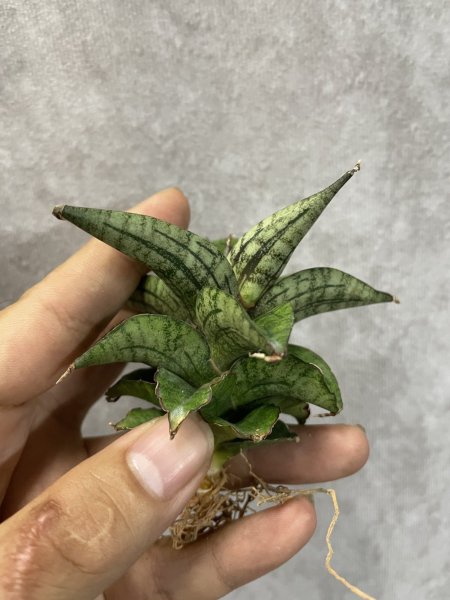 画像4: ラベンダー(D.Lavender) (4)