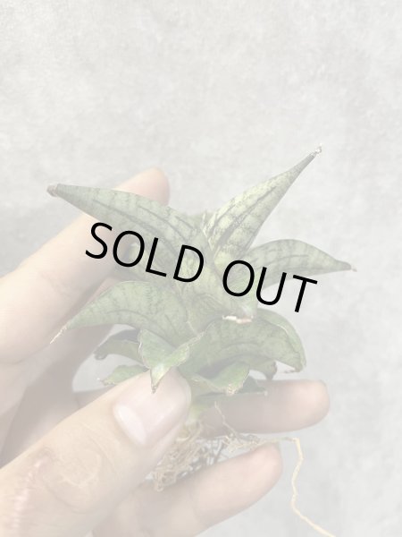 画像4: ラベンダー(D.Lavender) (4)