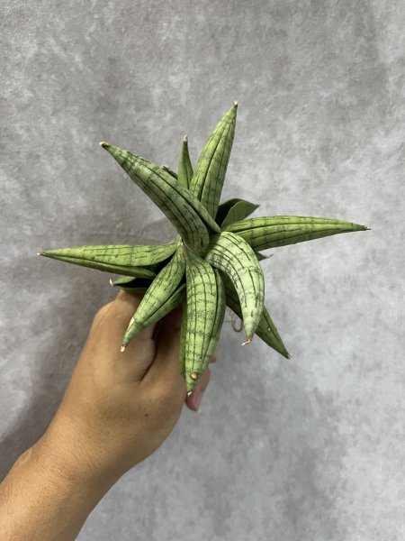 画像3: アリン(D.Aryn) (3)