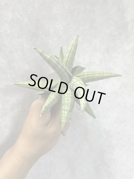 画像3: アリン(D.Aryn) (3)